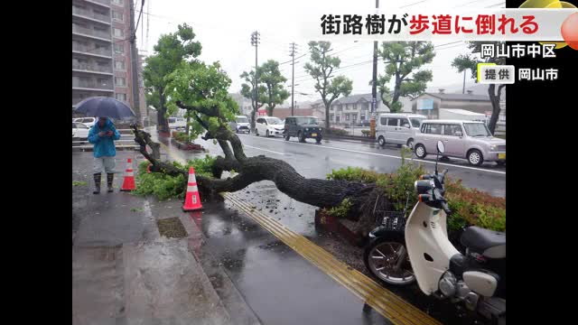 岡山市中区で高さ7.7メートルの街路樹倒れる…直後に車も通行 ケガ人なし【岡山】 – OHK 岡山放送 岡山市中区で高さ7.7メートルの街路樹倒れる…直後に車も通行 ケガ人なし【岡山】 - OHK 岡山放送