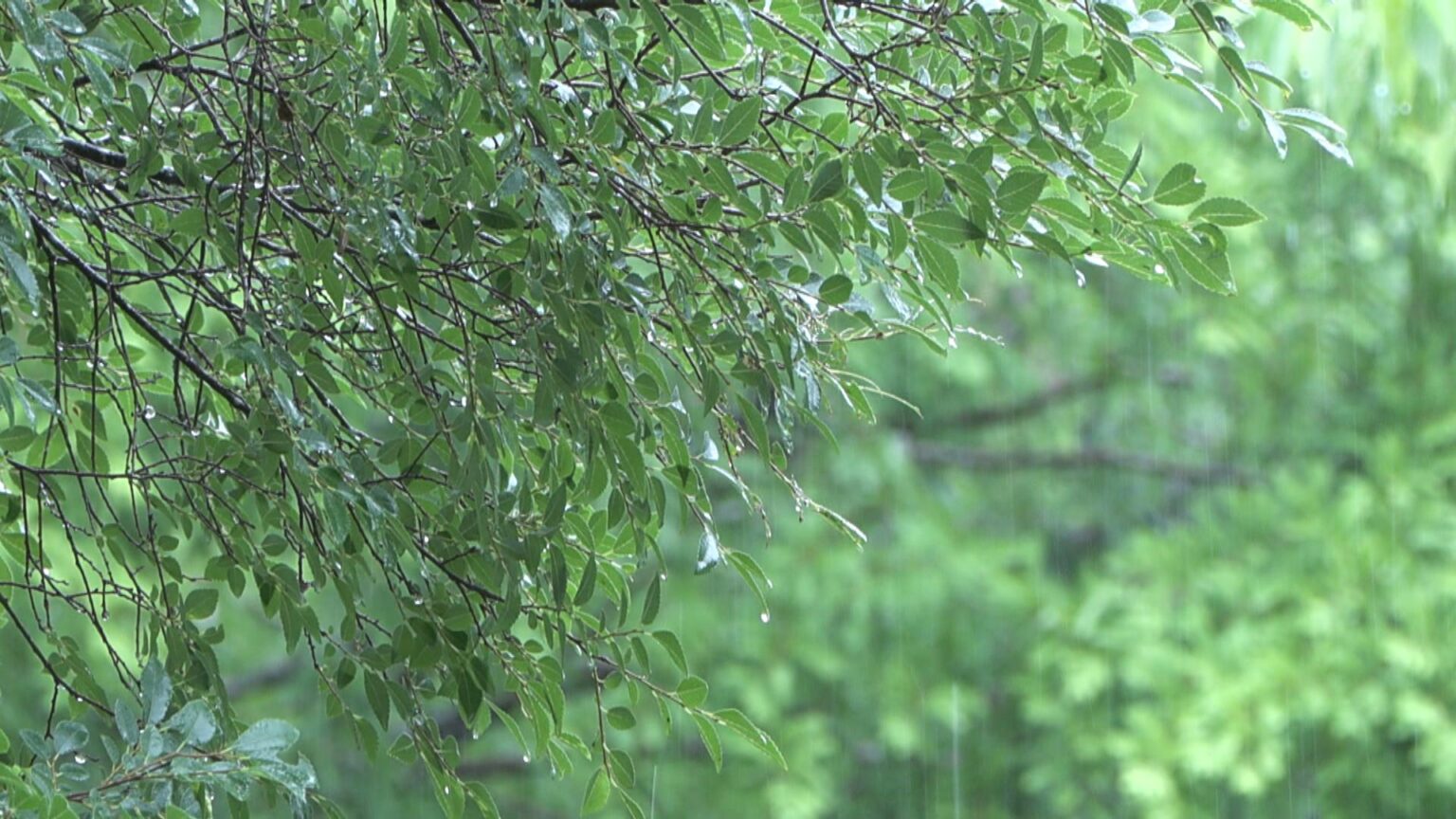 急な強い雨や落雷、突風などに注意 三重（三重テレビ放送） - Yahoo!ニュース