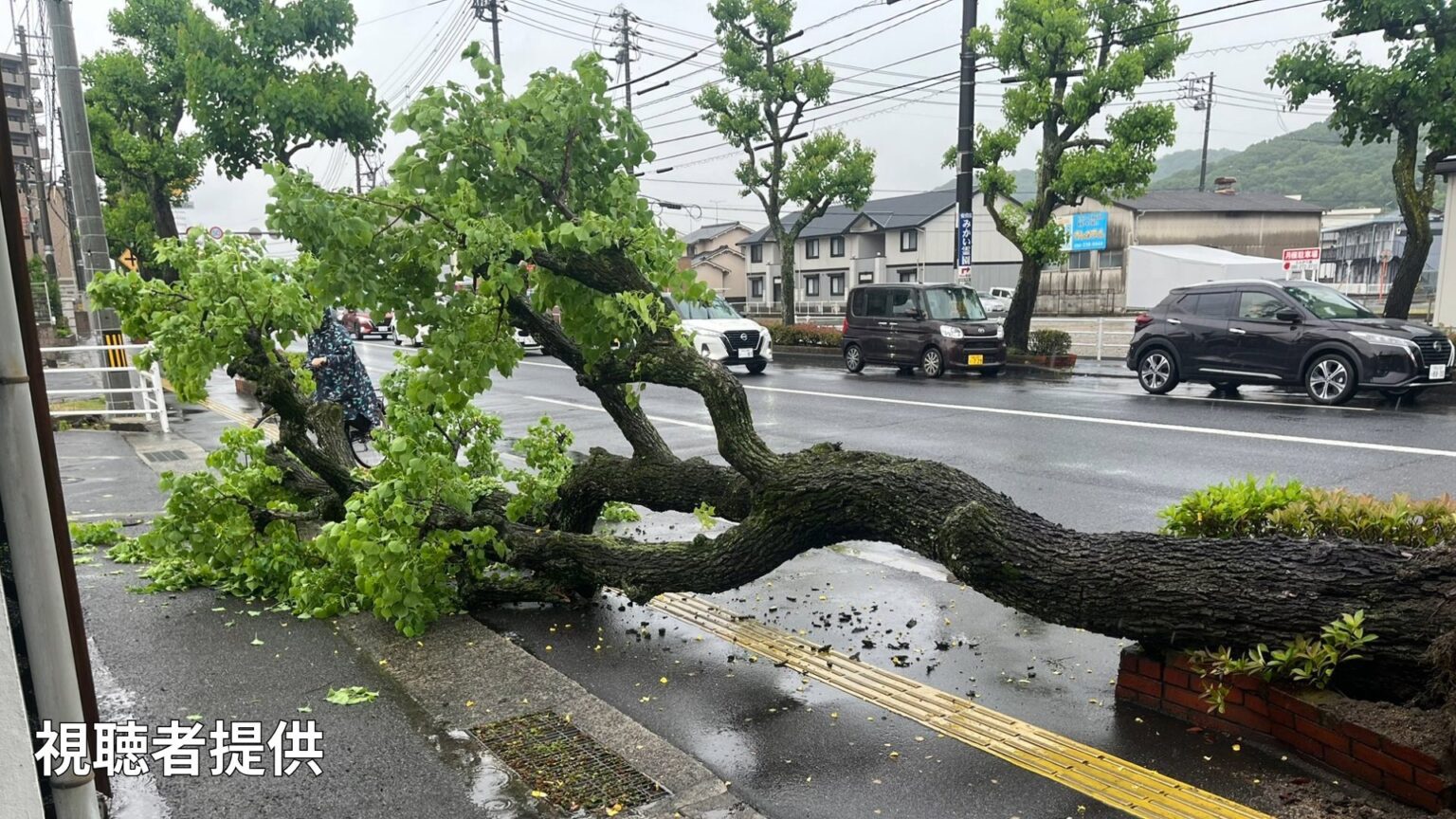 【速報】「歩道に木が倒れていて通行できない」国道250号 街路樹が歩道に倒れる けが人はなし【岡山・中区】（RSK山陽放送） - Yahoo!ニュース - Yahoo!ニュース