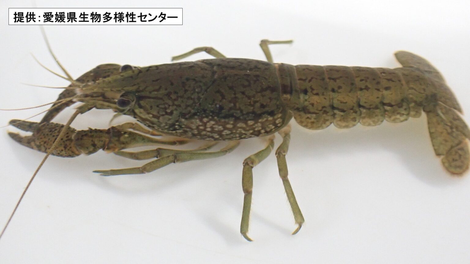1匹しかいなくてもクローンで増殖 原産地不明のザリガニ 松山で続々見つかる 特定外来生物に指定【愛媛】（あいテレビ） - Yahoo!ニュース