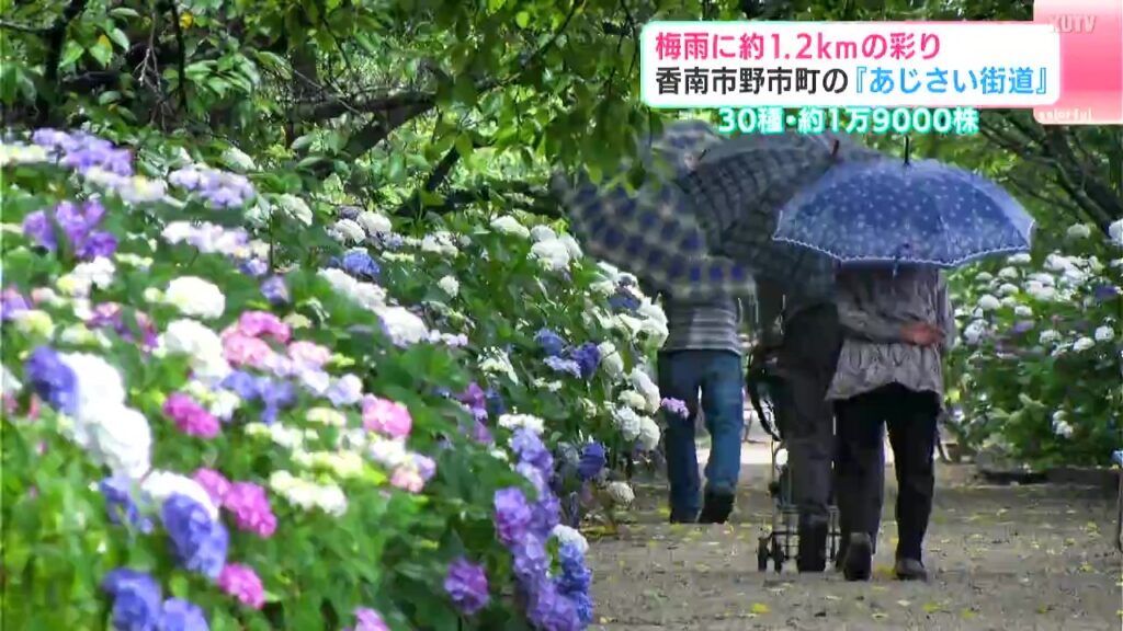 30種・約1万9000株 梅雨に入り約1.2㎞の『あじさい街道』例年より遅い開花 【高知】（テレビ高知） - Yahoo!ニュース - Yahoo!ニュース