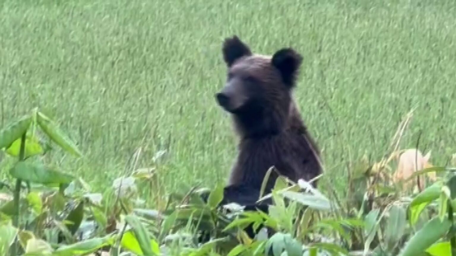 草むらの中から突然クマが…後ろ足で立ち上がり周りを見渡した後、ゆっくり立ち去る 遭遇した男性「親グマを探しているように見えた」北海道浜頓別町（HBCニュース北海道） - Yahoo!ニュース - Yahoo!ニュース