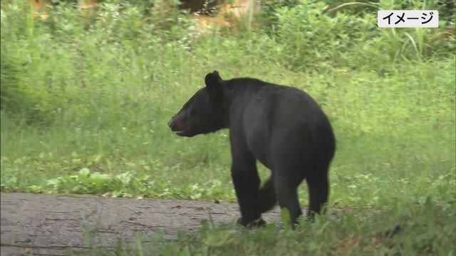 【熊に注意】11日福島市飯坂町の東北中央自動車道 パトロール中に法面を歩く熊1頭を目撃（福島中央テレビ） - Yahoo!ニュース - Yahoo!ニュース
