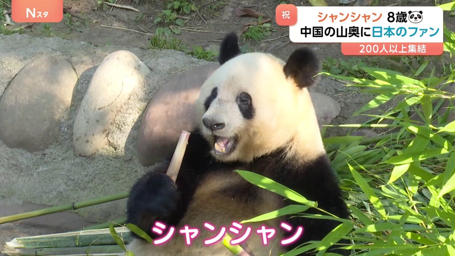 中国の山奥に日本人が行列！「上野生まれのパンダ」シャンシャンが8歳に　200人以上が駆けつけたか（TBS NEWS DIG Powered by JNN）