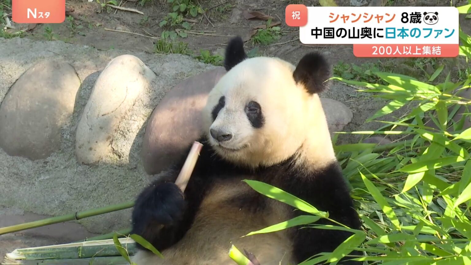 「シャンに会うために頑張って働いた」中国の山奥に日本人の行列　シャンシャン8歳の誕生日を祝福（TBS NEWS DIG Powered by JNN）