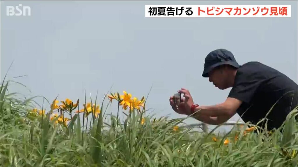佐渡と山形県の一部にだけに自生する『トビシマカンゾウ』佐渡の景勝地 大野亀で見頃に（ＢＳＮ新潟放送） - Yahoo!ニュース