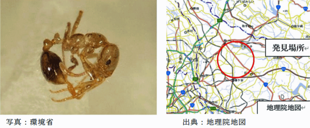 20250612hiari - 環境省、千葉県／柏市内でヒアリ確認、中国からのコンテナから多数
