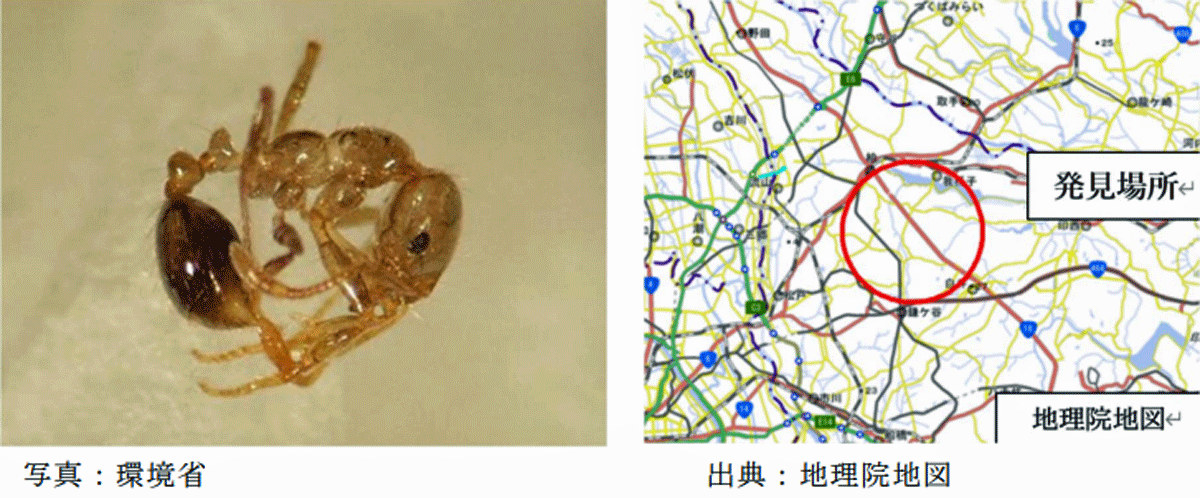 20250612hiari - 環境省、千葉県／柏市内でヒアリ確認、中国からのコンテナから多数