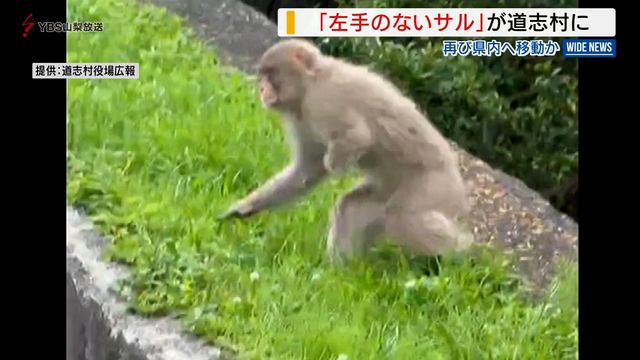「こんなところに…驚き」“左手のないサル”が再び県内へ 道志村で目撃相次ぐ 山梨（YBS山梨放送） - Yahoo!ニュース