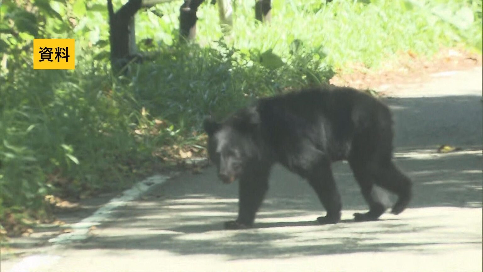 【クマ出没情報】土手にクマ 会津若松市門田町 13日午前11時半前 福島（TUFテレビユー福島） - Yahoo!ニュース - Yahoo!ニュース