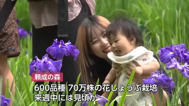 600品種70万株 “花しょうぶ祭り”が開幕 富山県砺波市の頼成の森 いまは2分咲き、来週中に見頃（富山テレビ） - Yahoo!ニュース - Yahoo!ニュース