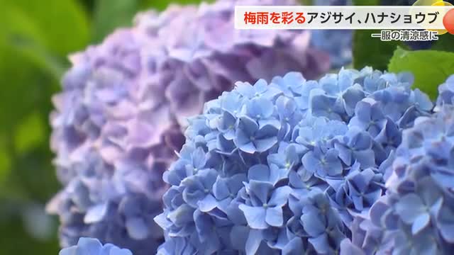 富山の梅雨を「紫の絶景」で楽しむ！2万株のアジサイと70万株の花しょうぶ「来たらやめられない」と絶賛（富山テレビ） - Yahoo!ニュース - Yahoo!ニュース