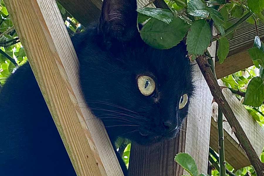 「ここは天国ですか」　イギリスの庭を駆ける3匹の元保護ねこ　幸せいっぱいの光景に大反響 | Hint-Pot