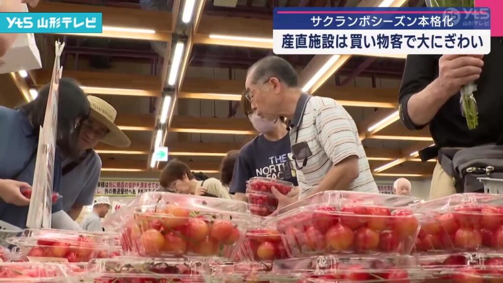 【山形】サクランボ本格シーズン 産直施設多くの人で賑わう（YTS山形テレビ） - Yahoo!ニュース