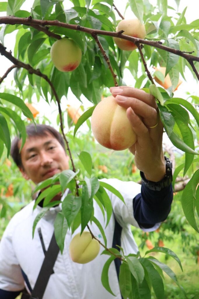 露地桃「はなよめ」初出荷 岡山県倉敷市、みずみずしい夏の味覚（山陽新聞デジタル） - Yahoo!ニュース - Yahoo!ニュース