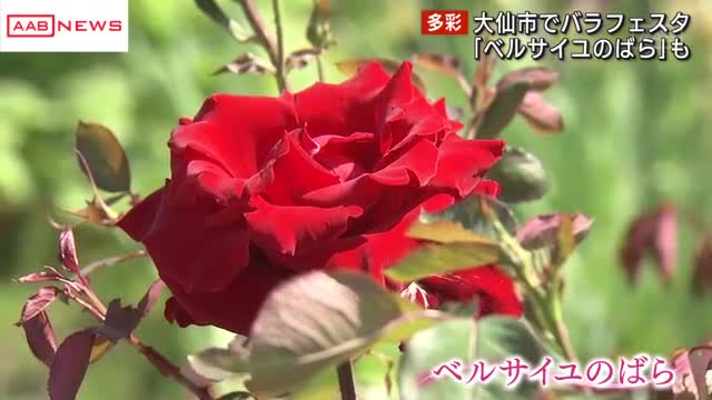 秋田県立農業科学館で「バラフェスタ」 ２００種類が園内に 赤く華麗な花が咲く「ベルサイユのばら」も（秋田朝日放送） - Yahoo!ニュース - Yahoo!ニュース