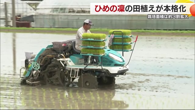 “米不足”の中…愛媛のブランド米「ひめの凜」最大の産地・西条でも田植え本番 面積３割拡大【愛媛】（テレビ愛媛） - Yahoo!ニュース - Yahoo!ニュース