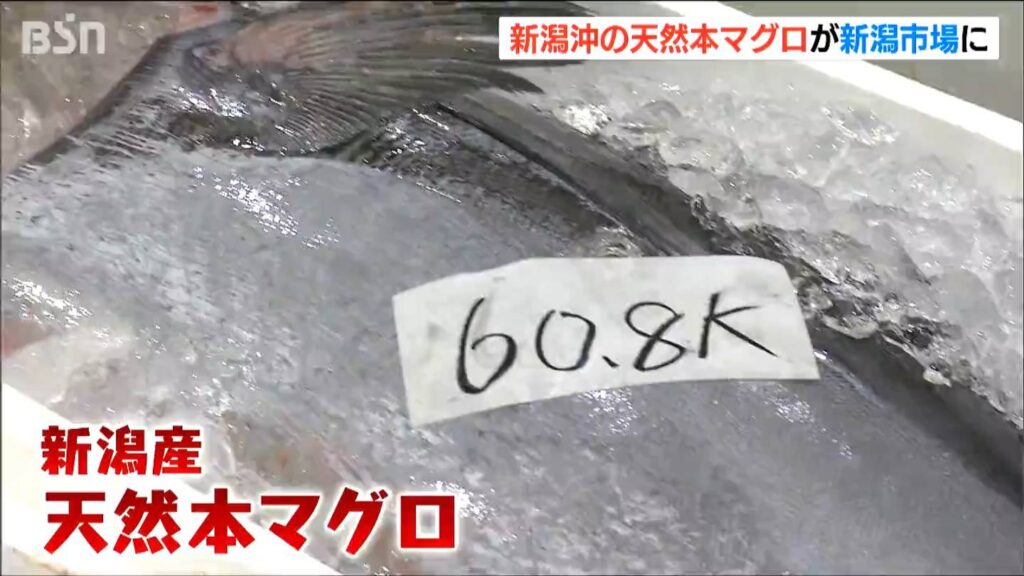 「競りにかける態勢整った」新潟産天然本マグロ 初めて新潟市場に（ＢＳＮ新潟放送） - Yahoo!ニュース - Yahoo!ニュース