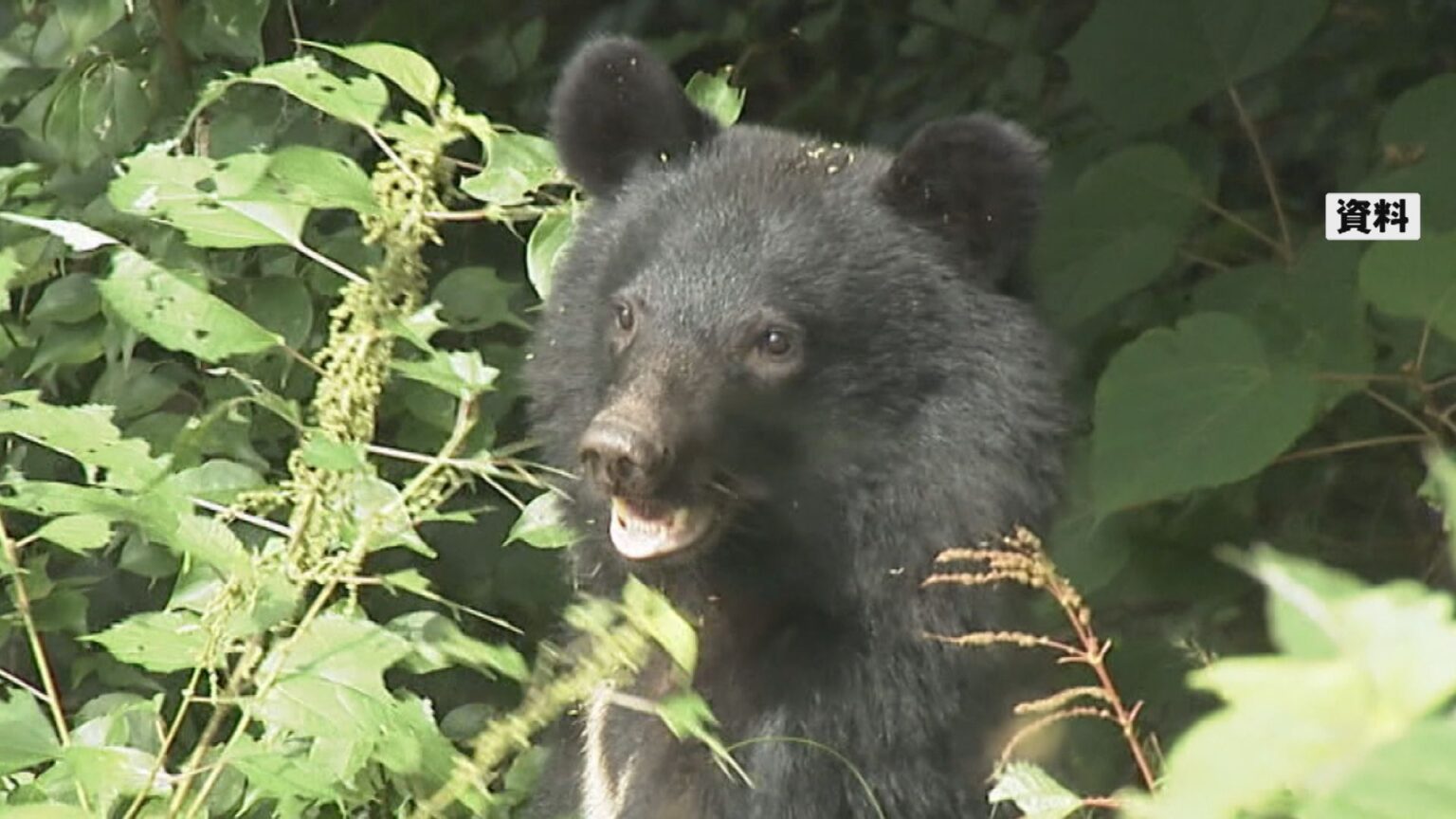 6日連続でクマ目撃情報の石川・能美市 専門家「クマの移動経路や隠れ場所になりやすい緑地や農地が残る」（MRO北陸放送） - Yahoo!ニュース