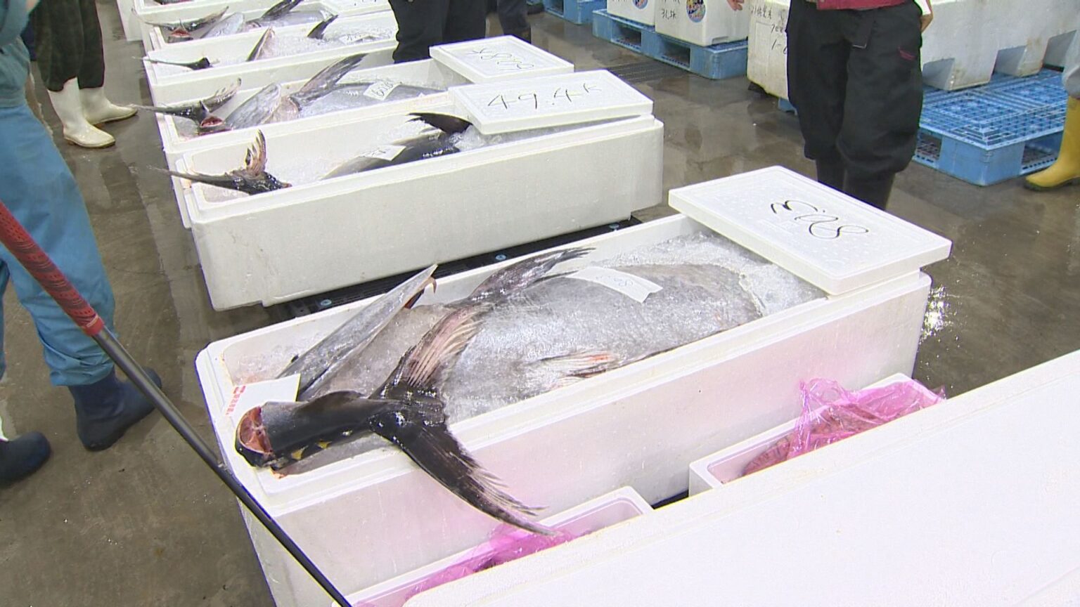 新潟市の市場に“県産マグロ”並ぶ！県外に出荷されることが多いマグロ…県内でも消費を「新潟の人に食べてもらいたい」（新潟ニュースNST） - Yahoo!ニュース - Yahoo!ニュース