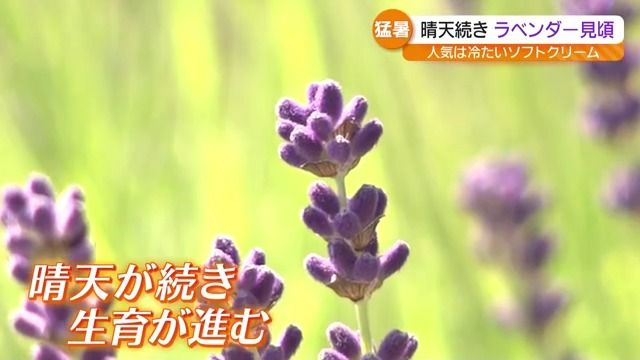 「ラベンダーの香りが口いっぱいに！」晴天続きラベンダー見頃 食べてもおいしい・福島（福島中央テレビ） - Yahoo!ニュース - Yahoo!ニュース