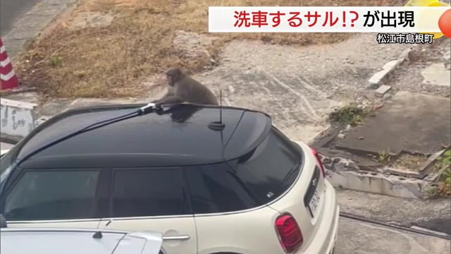 ホースを持って洗車！？住宅地に出没したサルが車の上で珍行動…洗わ“ザル”まま立ちサル 島根（TSKさんいん中央テレビ） - Yahoo!ニュース - Yahoo!ニュース