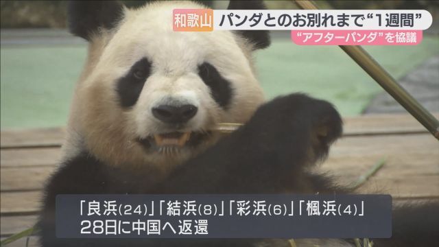 和歌山のパンダ返還まで１週間、その後の観光どうする？ 地元・白浜町で協議 出てきた案は…（ABCニュース） - Yahoo!ニュース - Yahoo!ニュース