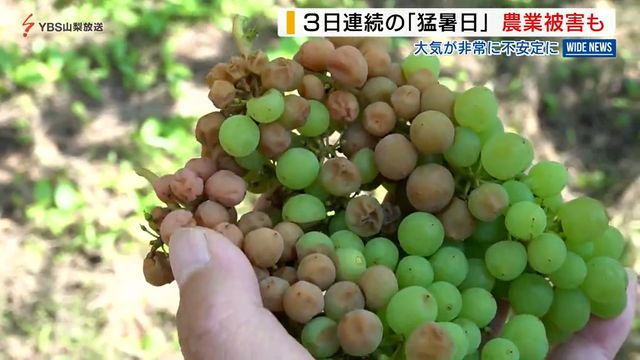 「しんどい」3日連続の猛暑日 ブドウに高温被害も 午後は一転、激しい雨に 山梨（YBS山梨放送） - Yahoo!ニュース