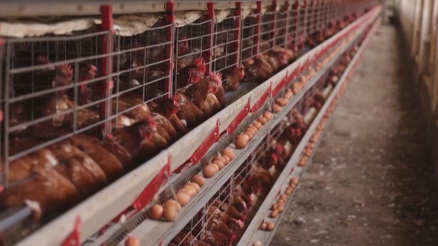 ブラジル政府が鳥インフルエンザの「清浄化」を宣言　「鶏肉の輸出再開に向け、ブラジルは責任を持って前進している」（TBS NEWS DIG Powered by JNN）
