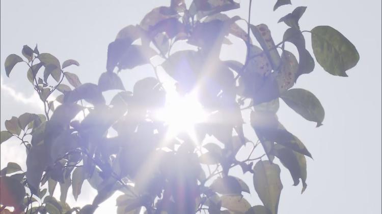 【速報】福岡県内でことし初の猛暑日 太宰府で３５．２℃（九州朝日放送） - Yahoo!ニュース