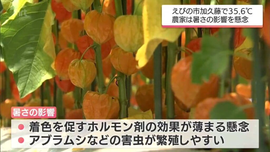 ドッジボールをしていた児童5人含む県内で10人が熱中症疑いで搬送 えびの市で35℃超の「猛暑日」など宮崎県内は厳しい暑さ続く 作物被害を心配する声も（MRT宮崎放送） - Yahoo!ニュース - Yahoo!ニュース