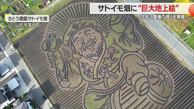 【山形】サトイモ畑に巨大な地上絵・製作期間は半月 農業が元気になってほしい願い込めた大黒様 山形市（さくらんぼテレビ） - Yahoo!ニュース - Yahoo!ニュース