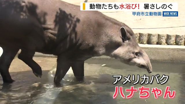 バクのハナちゃんも水浴び！動物たちが暑さしのぐ 休園中の甲府市立動物園 山梨（YBS山梨放送） - Yahoo!ニュース