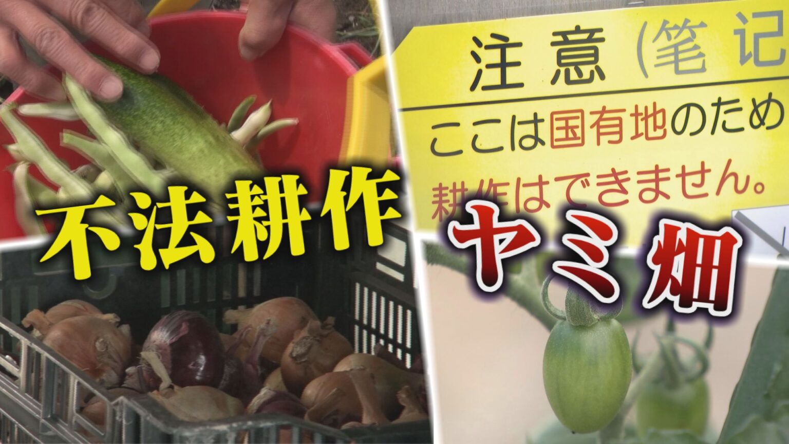数十年の「不法耕作」が横行 名古屋・庄内川河川敷の“国有地”に広がる「ヤミ畑」の深層 なぜなくならない?（CBCテレビ） - Yahoo!ニュース