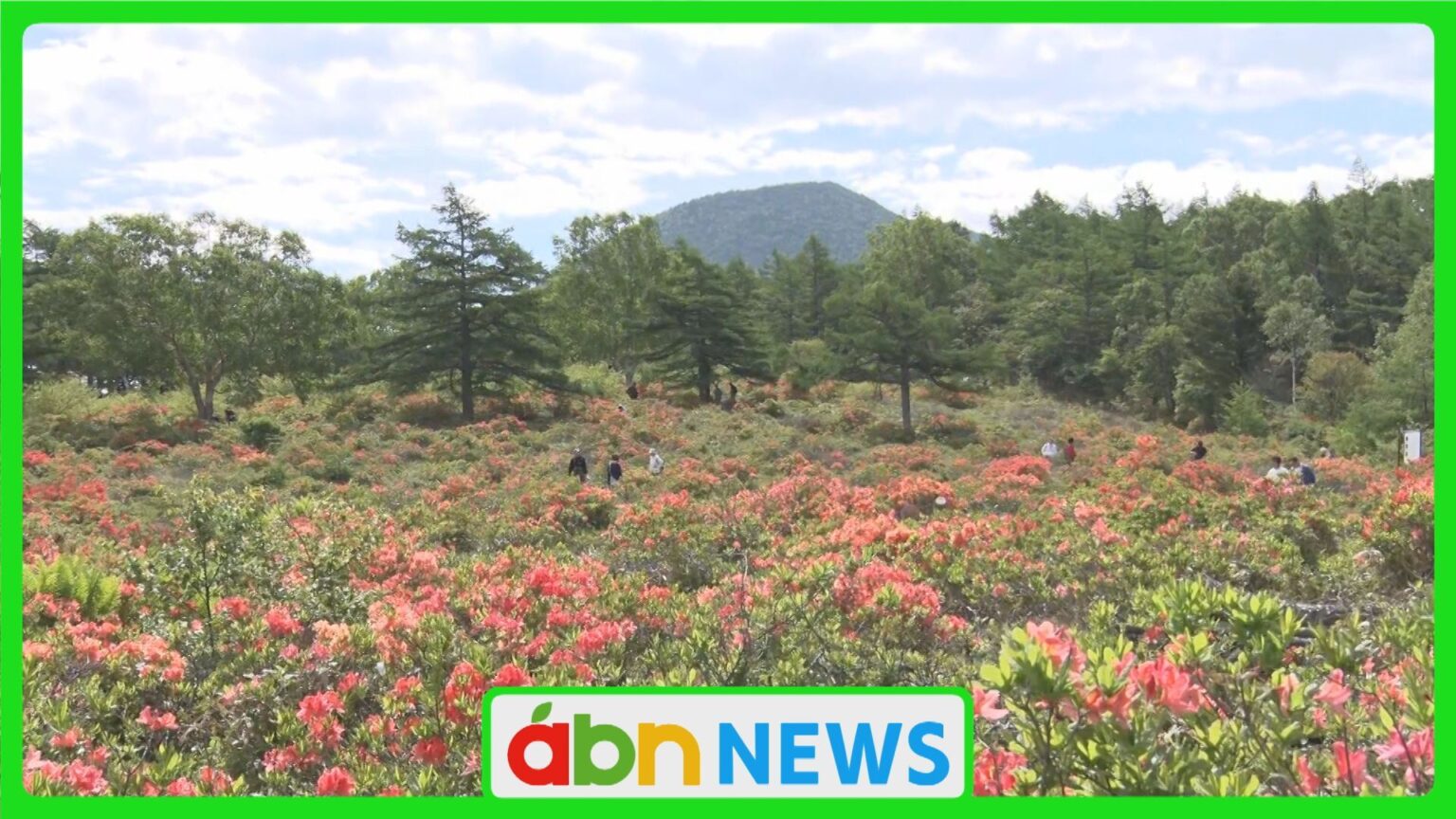 レンゲツツジが咲き誇る湯の丸高原 特設ステージでのイベントも盛況【長野・東御市】（abn長野朝日放送） - Yahoo!ニュース - Yahoo!ニュース