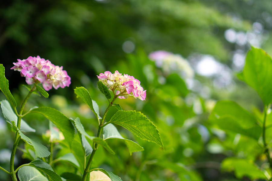 咲きはじめのピンクあじさい