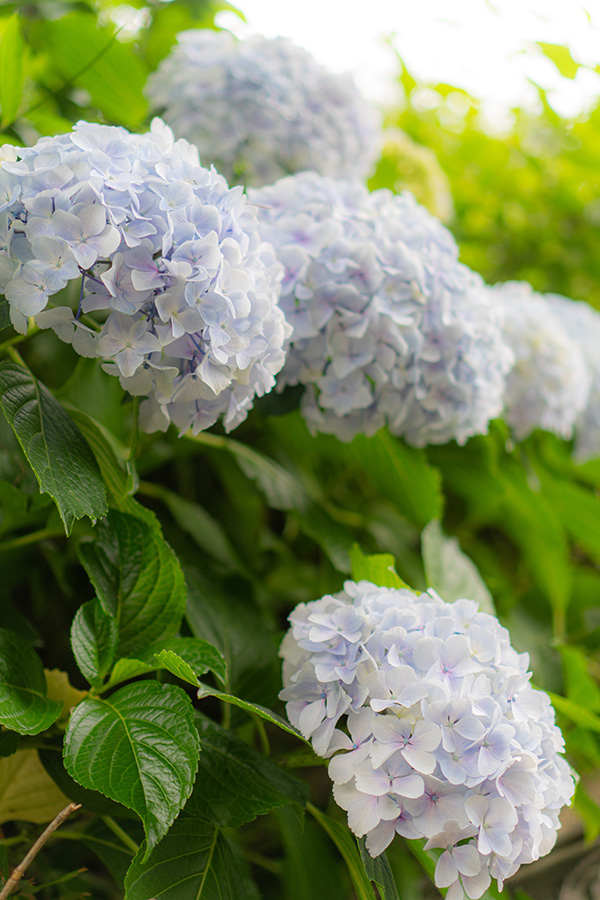 淡い色の紫陽花がきれい