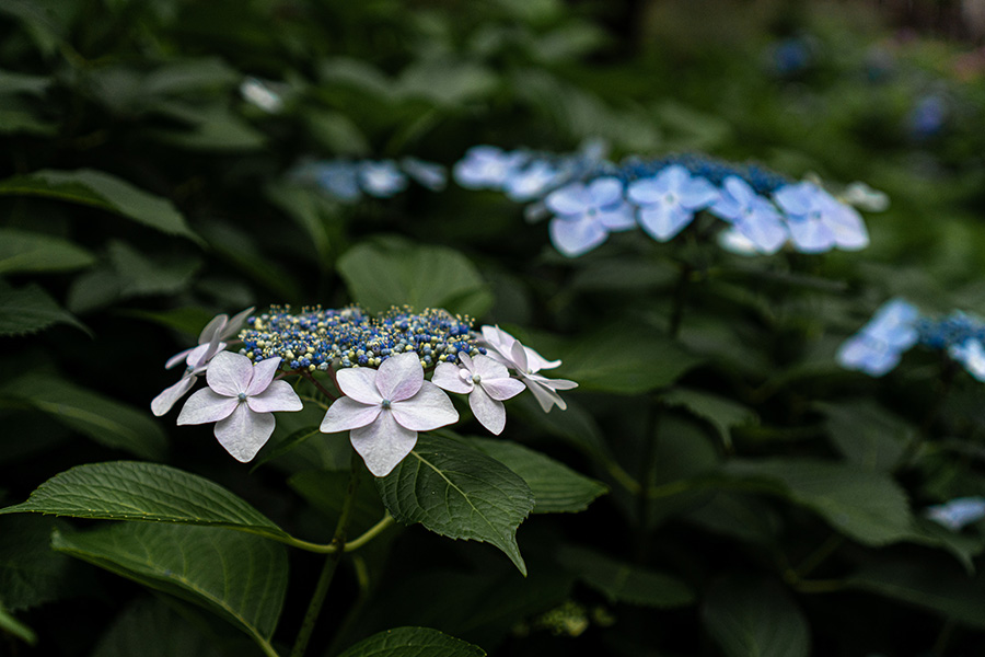 ガクアジサイも咲いています