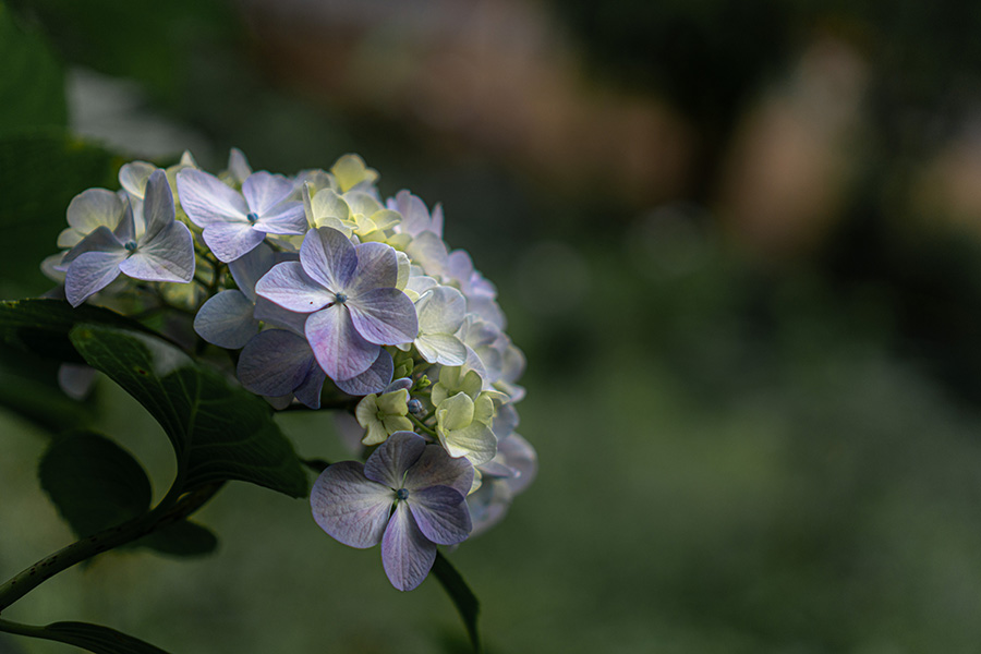 梅雨の頃となりました