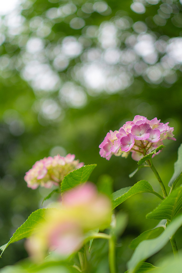 天気雨の向こうは夏