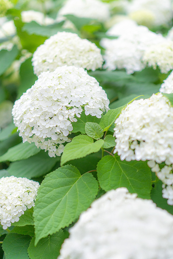 アナベルはなかなか上手く撮れません