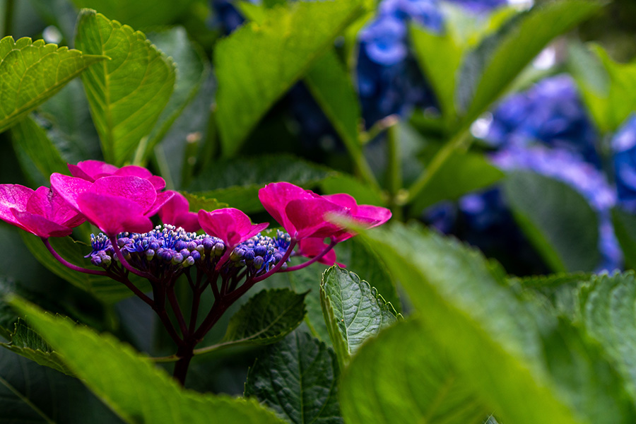 サイケデリックなガクアジサイ？