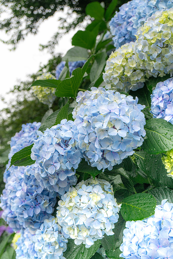 大きな花房がたわわです