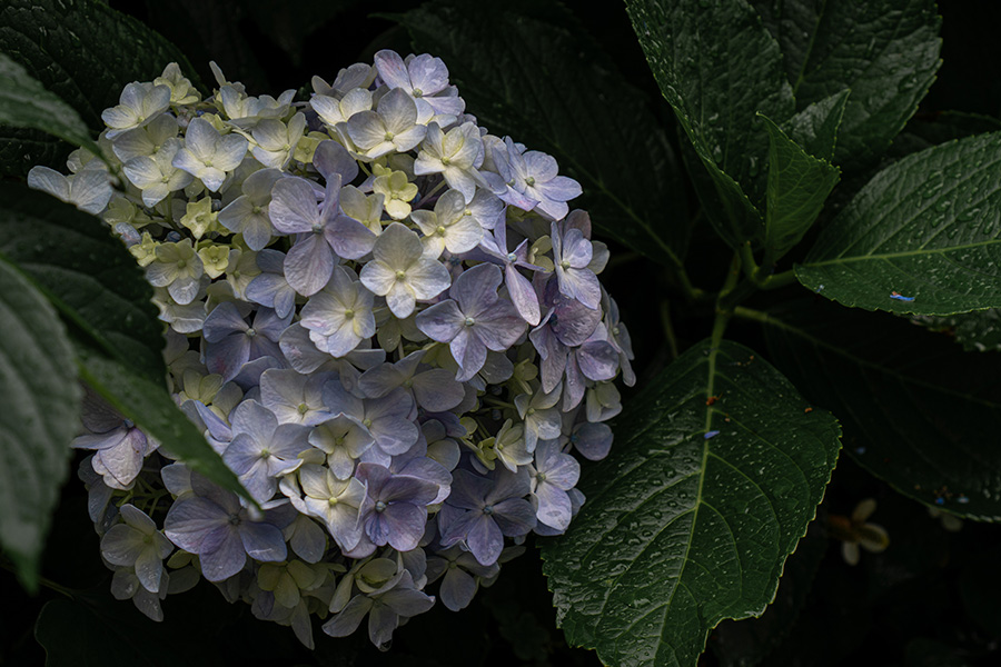 濡れた葉っぱも美しい