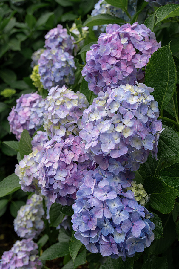 紫陽花ってカラフルですよね