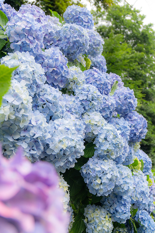 公園の斜面を覆い尽くすように咲いています