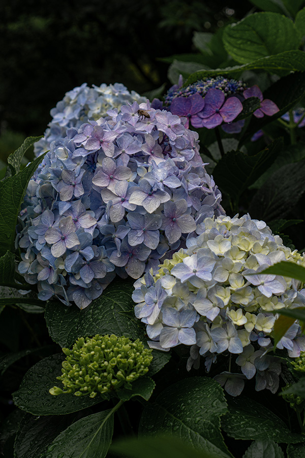 梅雨もまた楽し