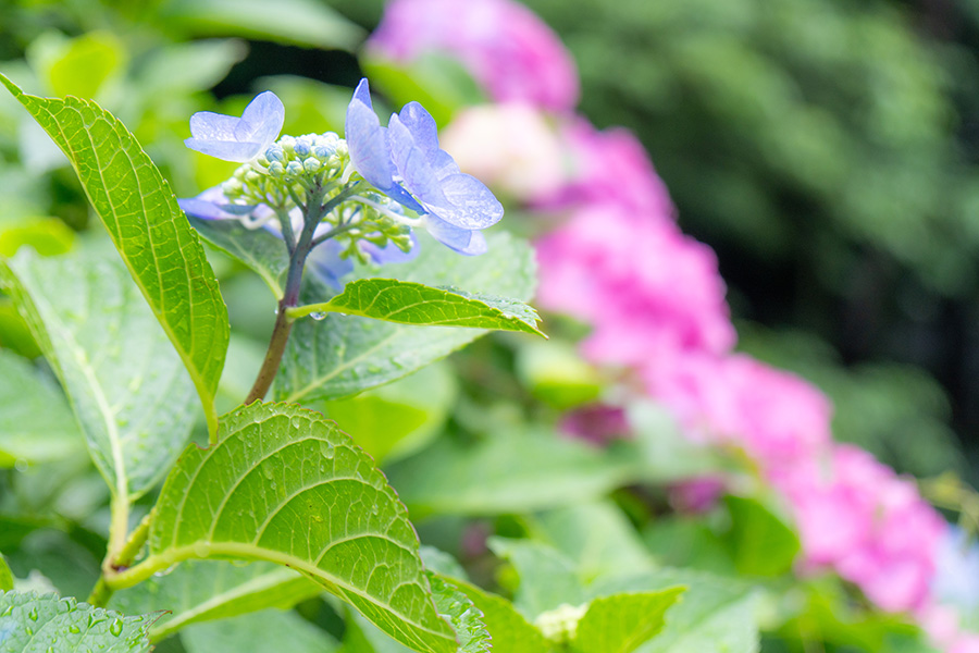 つぼみもあるのでまだしばらく楽しめそうです