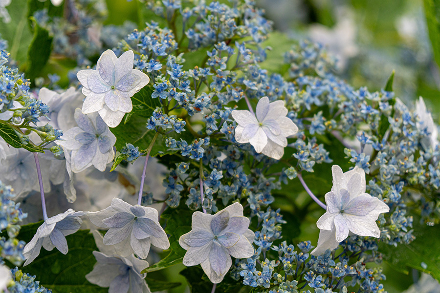 八重のガクアジサイ