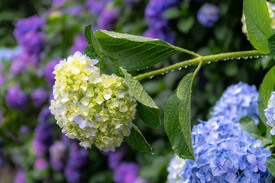 雨の雫を宿して